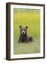 USA, Alaska. Grizzly bear cub sits in a meadow in Lake Clark National Park.-Brenda Tharp-Framed Photographic Print