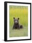 USA, Alaska. Grizzly bear cub sits in a meadow in Lake Clark National Park.-Brenda Tharp-Framed Photographic Print