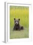 USA, Alaska. Grizzly bear cub sits in a meadow in Lake Clark National Park.-Brenda Tharp-Framed Photographic Print