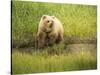 USA, Alaska, Grizzly Bear Cub-George Theodore-Stretched Canvas