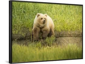 USA, Alaska, Grizzly Bear Cub-George Theodore-Framed Photographic Print