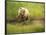 USA, Alaska, Grizzly Bear Cub-George Theodore-Framed Photographic Print