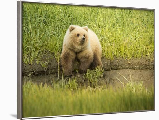 USA, Alaska, Grizzly Bear Cub-George Theodore-Framed Photographic Print