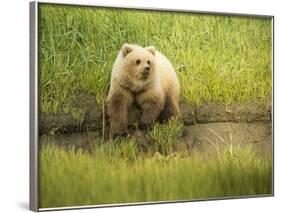 USA, Alaska, Grizzly Bear Cub-George Theodore-Framed Photographic Print