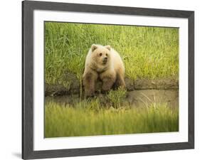 USA, Alaska, Grizzly Bear Cub-George Theodore-Framed Photographic Print