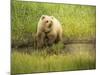 USA, Alaska, Grizzly Bear Cub-George Theodore-Mounted Photographic Print