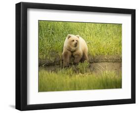 USA, Alaska, Grizzly Bear Cub-George Theodore-Framed Photographic Print