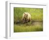 USA, Alaska, Grizzly Bear Cub-George Theodore-Framed Photographic Print