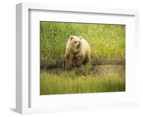 USA, Alaska, Grizzly Bear Cub-George Theodore-Framed Photographic Print