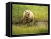 USA, Alaska, Grizzly Bear Cub-George Theodore-Framed Stretched Canvas