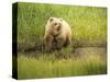 USA, Alaska, Grizzly Bear Cub-George Theodore-Stretched Canvas