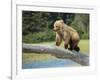 USA, Alaska, Grizzly Bear Cub-George Theodore-Framed Photographic Print