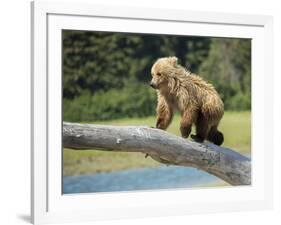 USA, Alaska, Grizzly Bear Cub-George Theodore-Framed Photographic Print