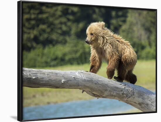 USA, Alaska, Grizzly Bear Cub-George Theodore-Framed Photographic Print