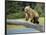 USA, Alaska, Grizzly Bear Cub-George Theodore-Framed Photographic Print