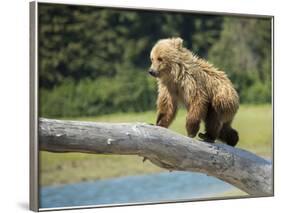 USA, Alaska, Grizzly Bear Cub-George Theodore-Framed Photographic Print