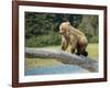 USA, Alaska, Grizzly Bear Cub-George Theodore-Framed Photographic Print