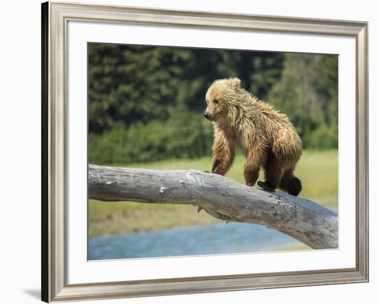 USA, Alaska, Grizzly Bear Cub-George Theodore-Framed Photographic Print
