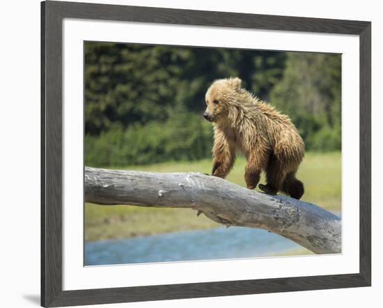 USA, Alaska, Grizzly Bear Cub-George Theodore-Framed Photographic Print