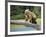 USA, Alaska, Grizzly Bear Cub-George Theodore-Framed Photographic Print