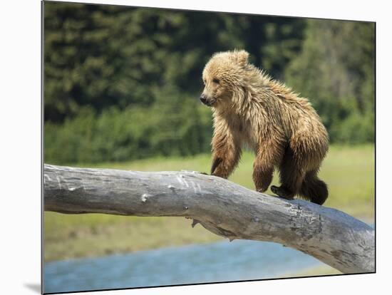 USA, Alaska, Grizzly Bear Cub-George Theodore-Mounted Photographic Print