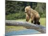 USA, Alaska, Grizzly Bear Cub-George Theodore-Mounted Photographic Print