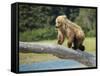 USA, Alaska, Grizzly Bear Cub-George Theodore-Framed Stretched Canvas