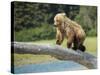 USA, Alaska, Grizzly Bear Cub-George Theodore-Stretched Canvas