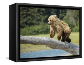 USA, Alaska, Grizzly Bear Cub-George Theodore-Framed Stretched Canvas