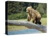 USA, Alaska, Grizzly Bear Cub-George Theodore-Stretched Canvas