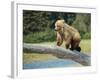 USA, Alaska, Grizzly Bear Cub-George Theodore-Framed Photographic Print