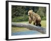 USA, Alaska, Grizzly Bear Cub-George Theodore-Framed Photographic Print