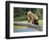 USA, Alaska, Grizzly Bear Cub-George Theodore-Framed Photographic Print