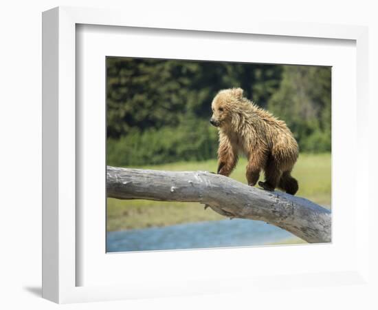 USA, Alaska, Grizzly Bear Cub-George Theodore-Framed Photographic Print