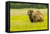 USA, Alaska, Grizzly Bear with Cub-George Theodore-Framed Stretched Canvas