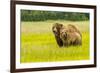 USA, Alaska, Grizzly Bear with Cub-George Theodore-Framed Photographic Print