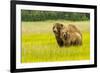 USA, Alaska, Grizzly Bear with Cub-George Theodore-Framed Photographic Print