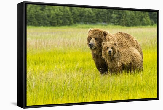 USA, Alaska, Grizzly Bear with Cub-George Theodore-Framed Stretched Canvas