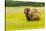 USA, Alaska, Grizzly Bear with Cub-George Theodore-Stretched Canvas