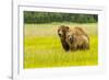 USA, Alaska, Grizzly Bear with Cub-George Theodore-Framed Photographic Print