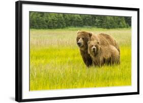 USA, Alaska, Grizzly Bear with Cub-George Theodore-Framed Photographic Print