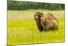 USA, Alaska, Grizzly Bear with Cub-George Theodore-Mounted Photographic Print