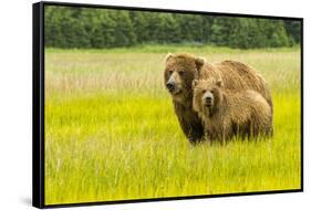 USA, Alaska, Grizzly Bear with Cub-George Theodore-Framed Stretched Canvas