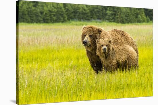 USA, Alaska, Grizzly Bear with Cub-George Theodore-Stretched Canvas