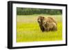 USA, Alaska, Grizzly Bear with Cub-George Theodore-Framed Photographic Print