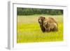 USA, Alaska, Grizzly Bear with Cub-George Theodore-Framed Photographic Print