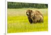 USA, Alaska, Grizzly Bear with Cub-George Theodore-Framed Photographic Print