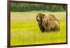 USA, Alaska, Grizzly Bear with Cub-George Theodore-Framed Photographic Print