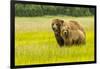 USA, Alaska, Grizzly Bear with Cub-George Theodore-Framed Photographic Print