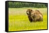 USA, Alaska, Grizzly Bear with Cub-George Theodore-Framed Stretched Canvas